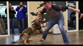 Attack Dog in the Office