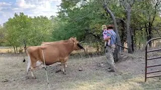 Morning Milking -- Kansas Ranch