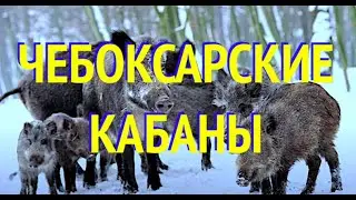 ЧЕБОКСАРСКИЕ КАБАНЫ