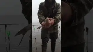 Рыбалка Лещ поёт ...