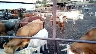 Коровник-2  /  Cowshed-2