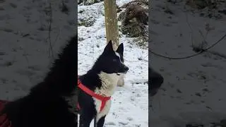 Ruso-european & west siberian LAIKA🐺 