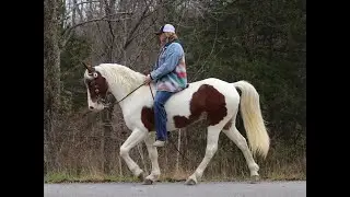Flashy Bay Tobiano Spotted Saddle Horse Gelding For Sale