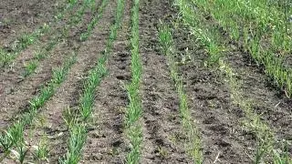 Борьба с луковой мухой