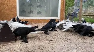 Голуби Tauben Pigeons