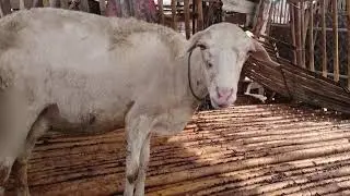 Proses Keluarnya sesuatu itu buosku terjadi saat induk mengejan