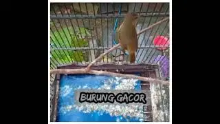 Burung Wambi Gacor