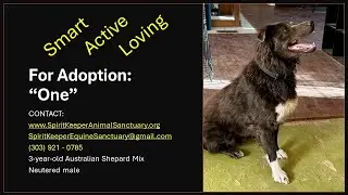 Aussie Mix for Adoption: “One”
