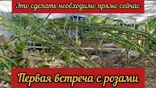 Это сделать нужно прямо сейчас. Первая встреча с розами.