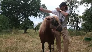 La Sibla - 7iblita [Video]