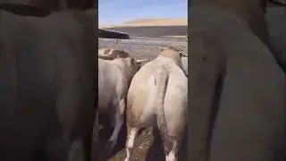 TONLUK ŞAROLE DANALAR 
