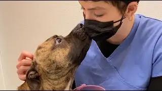 More To Love: foster a large dog today!