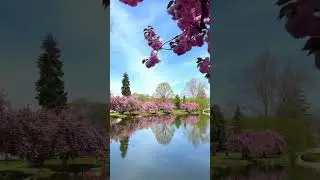 Cherry Blossoms in Millburn, New Jersey 