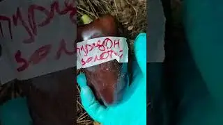 Крупноплодные сорта перцев. Сентябрь.