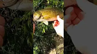 13" smallie from this tiny creek #fishing #fishingfanatics #fishingequipment #bass #fishinggear