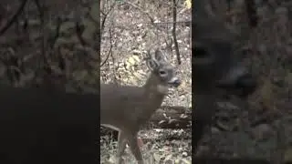 Buck in rut and grunting! #deer #bowhunting #bowhunt # #hunting #bowhunter #deerhunt #deerhunting