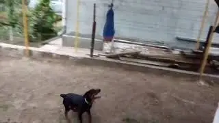Ягдтерьер Джонни