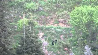 ОХОТА НА МЕДВЕДЯ   2015 Idaho Spring Black Bear Hunt