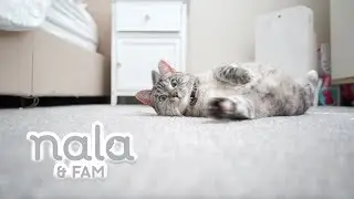 Welcome to the NALA CAT FAM!
