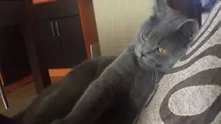 Британский котик Нолик  и той-терьер Клео. Вот такая дружба