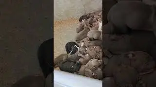 bigdogs R. KENNEL puppies 2024