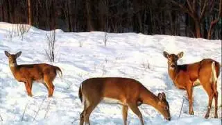 Rudolph The Red-Nosed Reindeer By Fats Domino