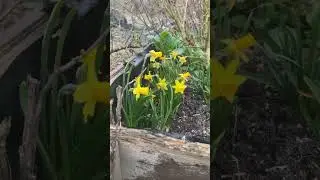 Нарцисс