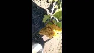 Технический виноград