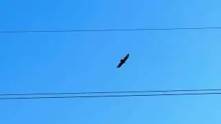 Turkey Vulture Gliding