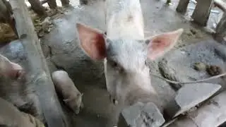 PAANO KUMITA NG EXTRA l GAANO KALAKI ANG MGA BAGONG PANGANAK NA BABOY AFTER TWO WEEKS
