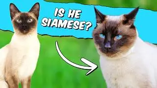 We Finally Learned What Type of Siamese Momo Is!