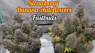 STRAWBERRY BANANA AUTOFLOWERS READY TO HARVEST, FASTBUDS, MARS HYDRO FC-E6500 LED GROW LIGHT