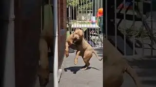 БАЛШОЙ САБАКА