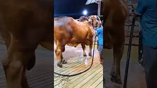 Hefty brahman bull dwarfs his handler while he gets showered