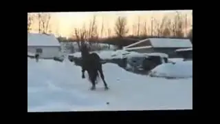 Кони Цыганские