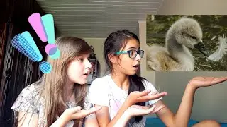 ⚠️OS 10 ANIMAIS MAIS PERIGOSOS DO PLANETA!🌎