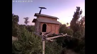 #OwletFinley Stands Tall Then Takes Flight.  Owl Box OSC - 6/16/23 - 8:20 pm