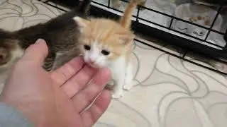 Маруся и детки