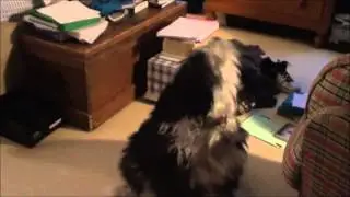 Funny Dog