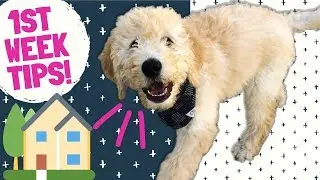 Bringing Puppy Home Tips! 🏠 Food, Training & Care for New Dog