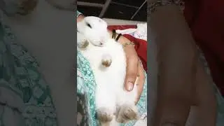 kukku rabbit #shorts #youtubeshorts #rabbit