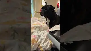 Piper The Frenchie Wants To Jump Up Onto The Doona But It’s Upsetting How High It Is 😫