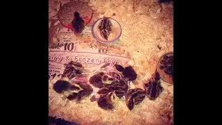 How to Care For Day Old Quail Chicks! 5 Simple Steps!
