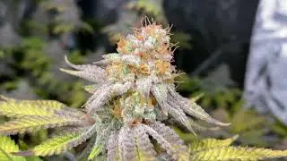 Peanut Butter Breath Organic Grow