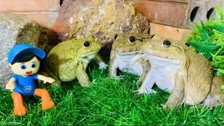 Don’t touch my friend don’t disturb me 🤣🤣🤣🐸 funny frogs funny animals