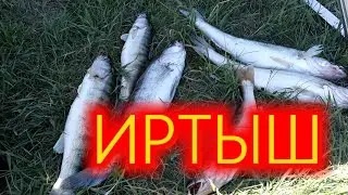 За судаком! Zander!