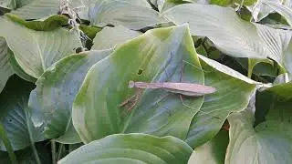 Mantis Video 1.5