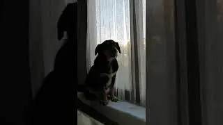 This singing dog is amazing!