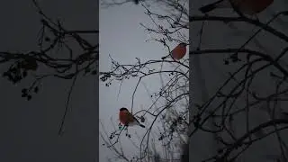 Снегири прилетели!