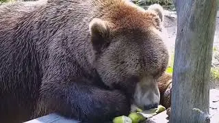 Кушает груши